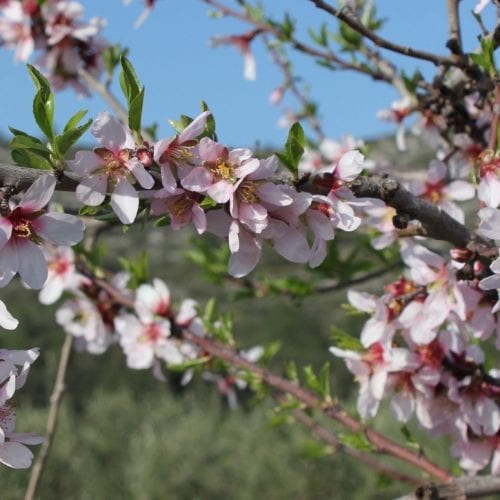 Amandel bloezem in Jalon aan de Costa Blanca