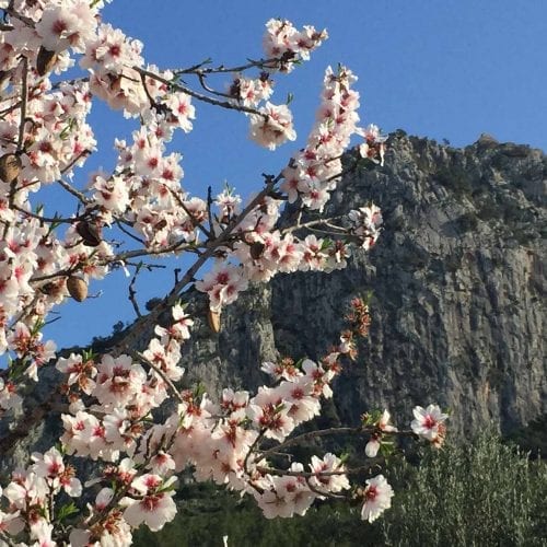 huis of villa kopen aan de Costa Blanca met amandel bloesem in de tuin