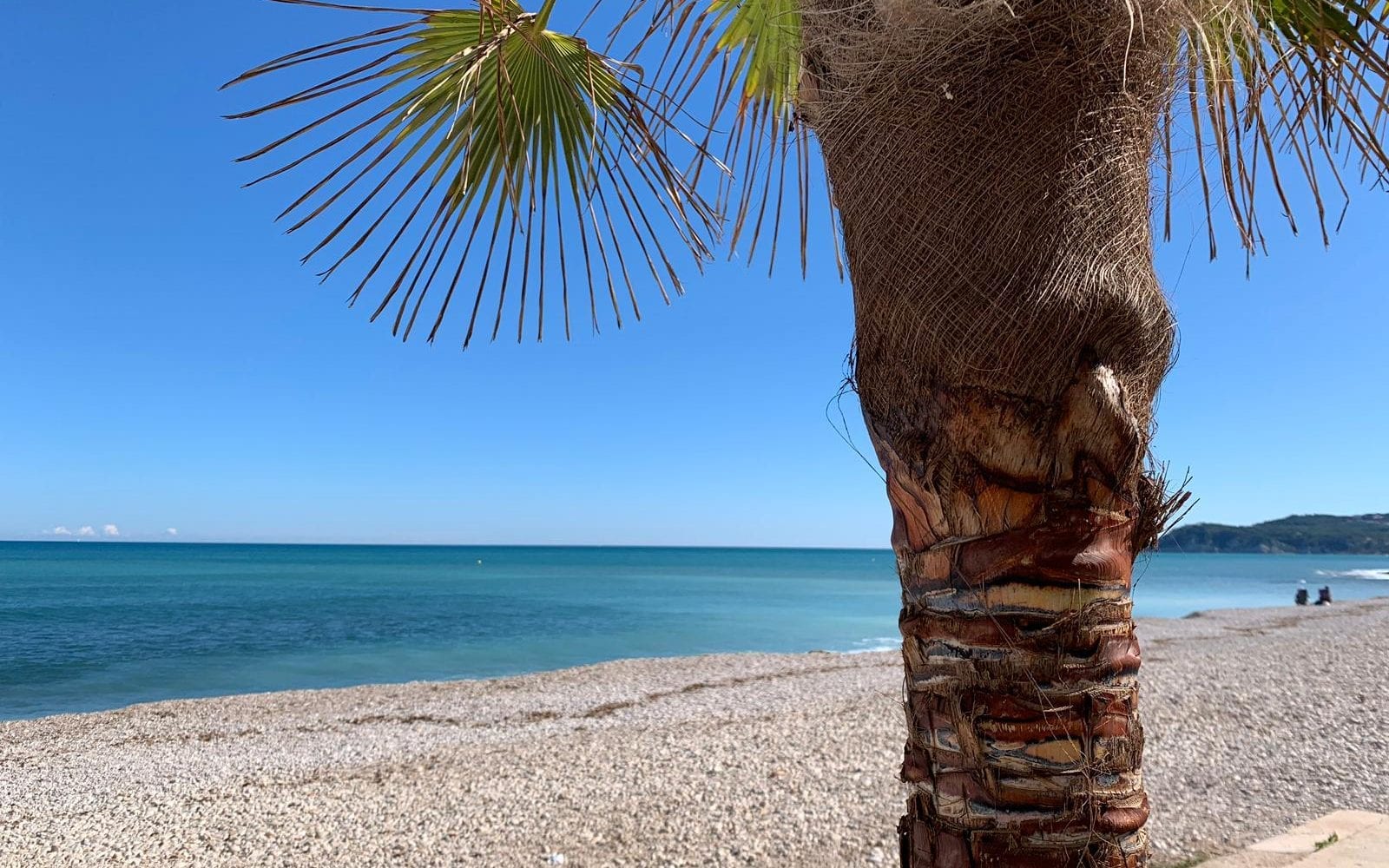 palmboom op voorgrond met zee en kiezelstrand vakantiehuis kopen costa blanca