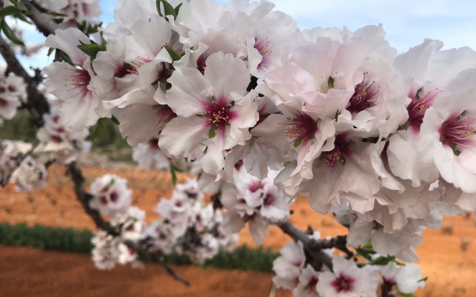 Close up of almond blossom photographed by property purchase support and construction management on the Costa Blanca
